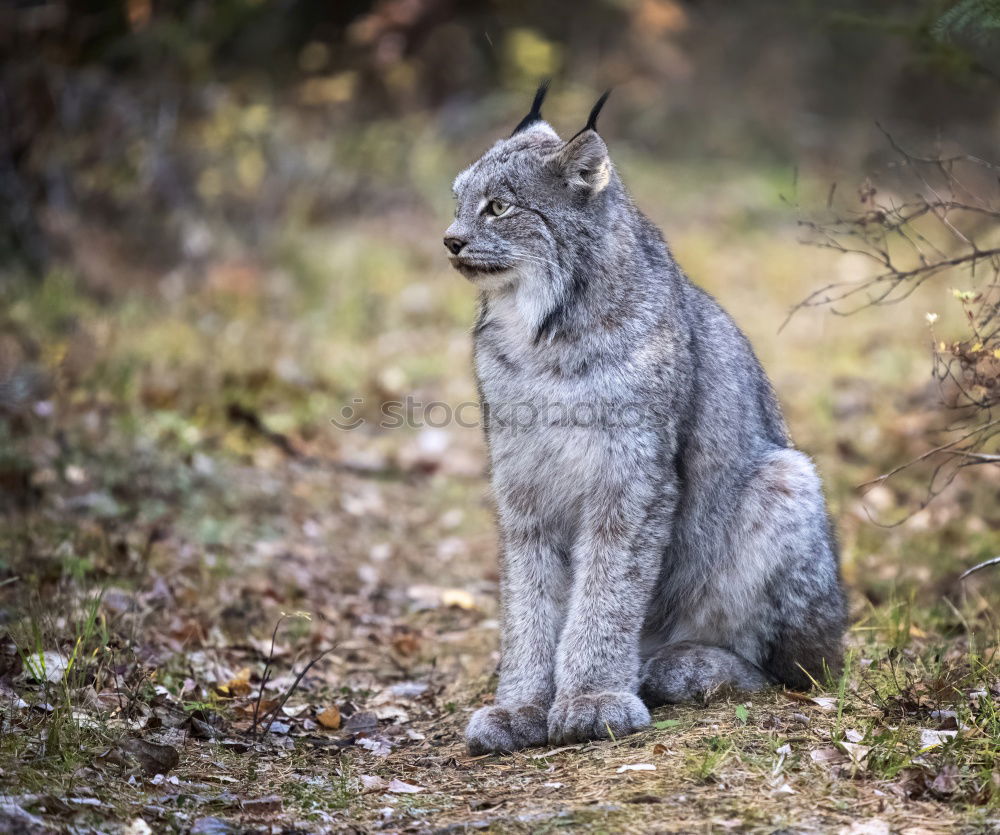 Image, Stock Photo Little Steppe Fox