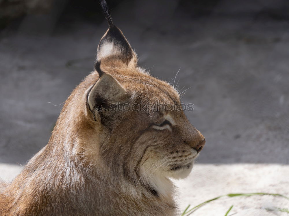 Similar – The Lynx I Style Nature