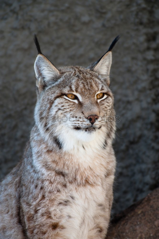 Similar – The Lynx I Style Nature