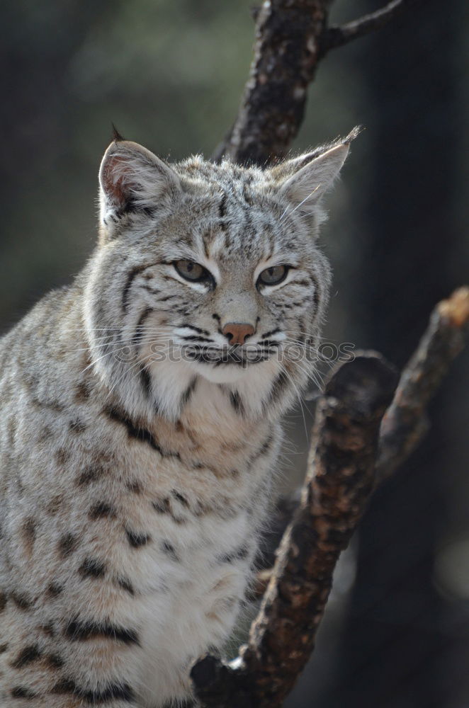 Similar – Close up portrait of male snow leopard