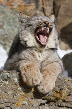 Similar – Image, Stock Photo Cat climbs and hunts on a tree