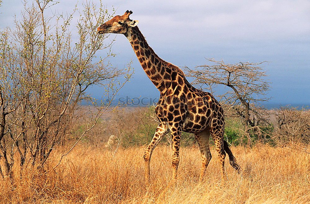 Similar – giraffe Animal Wild animal