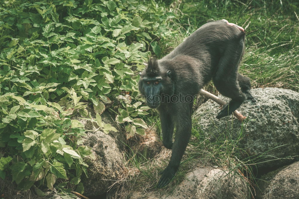 Similar – Image, Stock Photo Dog walks in the woods on his way