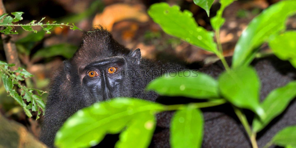 Similar – Image, Stock Photo The Thinker Thought Games.