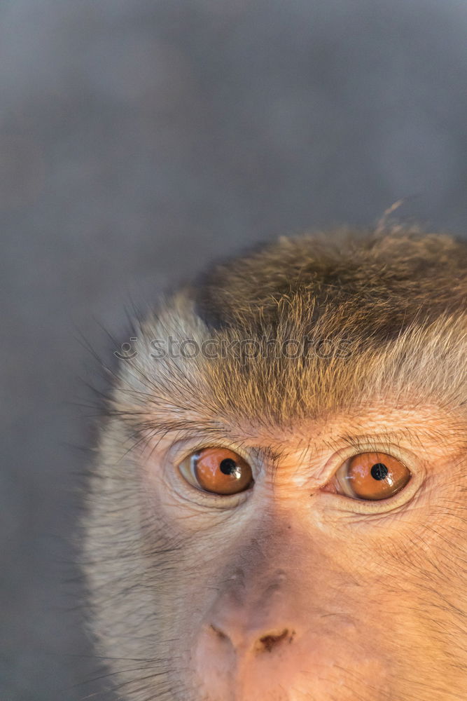 Similar – Woman with monkey mask posing against a yellow background