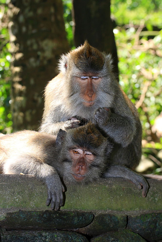 Similar – Image, Stock Photo Macaque mother with baby