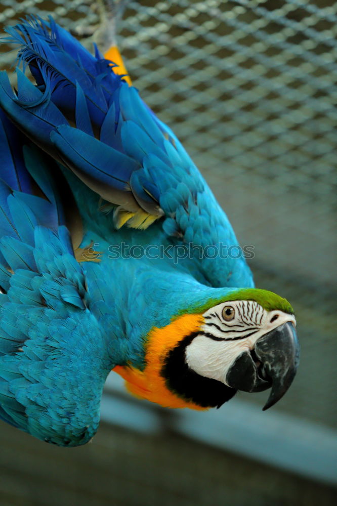 Similar – Image, Stock Photo Blue Indian ringneck parrot Psittacula krameri