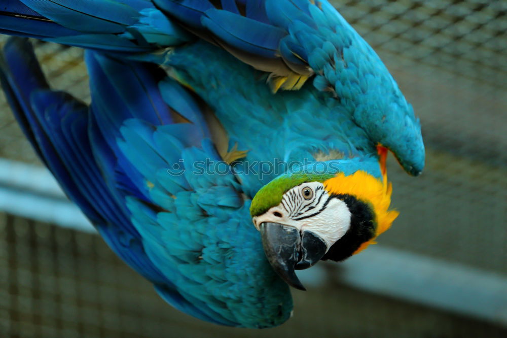 Similar – Image, Stock Photo Blue Indian ringneck parrot Psittacula krameri