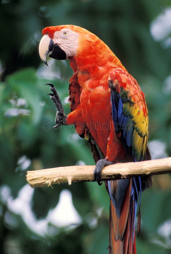 papagalli Parrots Bird