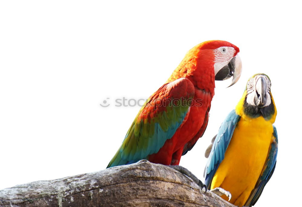 Similar – Image, Stock Photo Scarlett Macaw parrot in Honduras