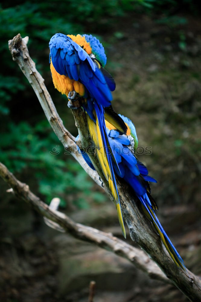 Similar – Image, Stock Photo Peacock on park bench