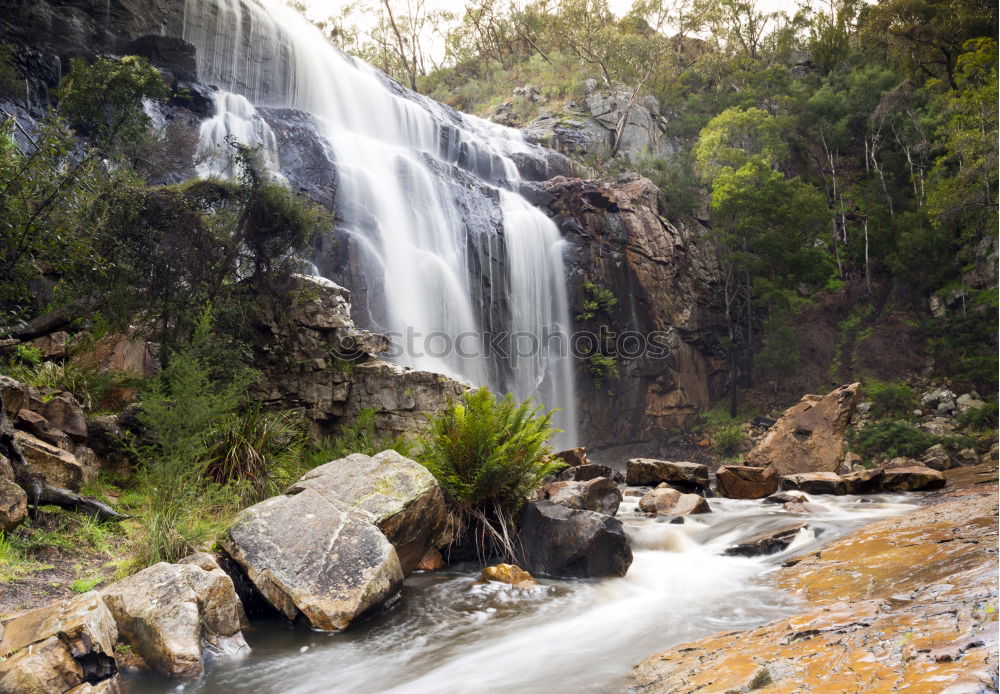 Alligator Creek Umwelt