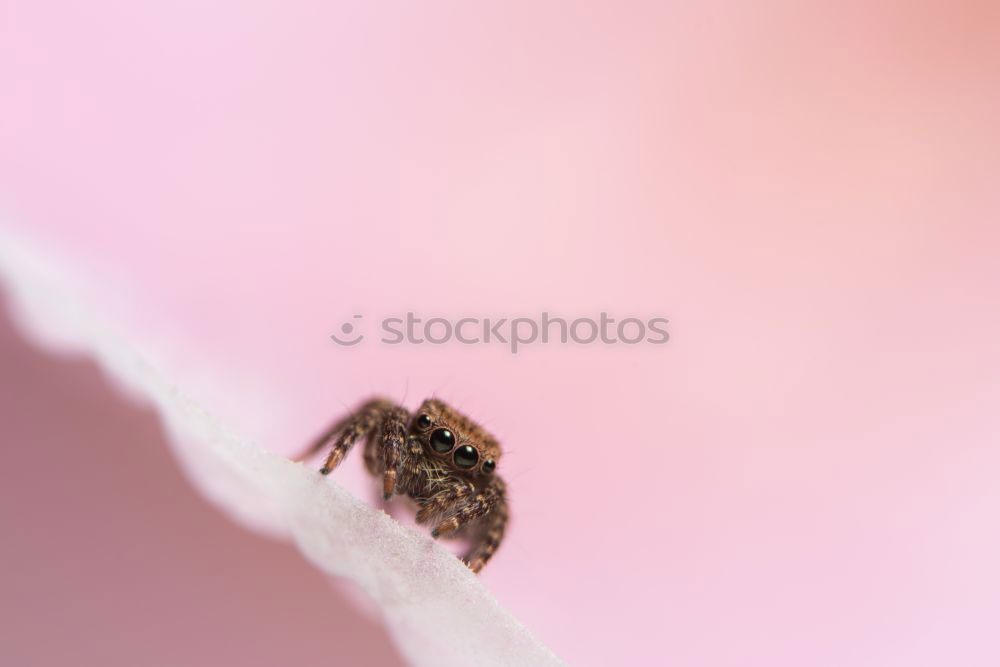 Similar – Image, Stock Photo silent Nature Plant Flower