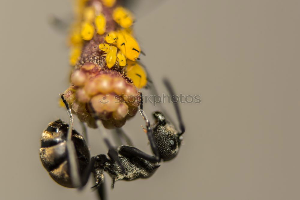 Similar – Image, Stock Photo field wasp Environment