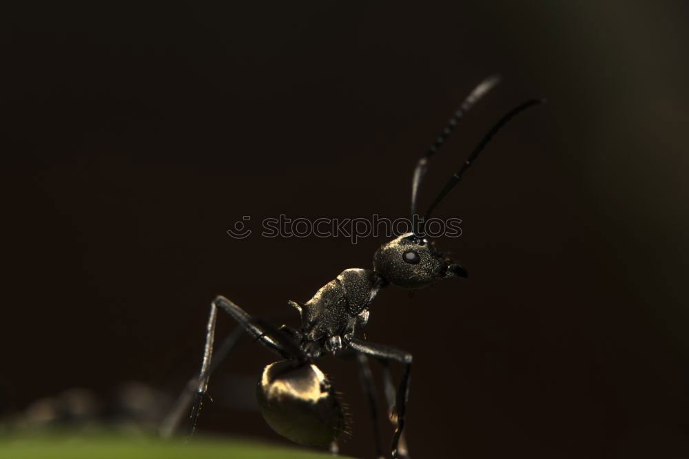 crawling beech Insect