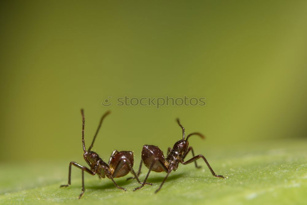 Similar – Ants Macro Experiment