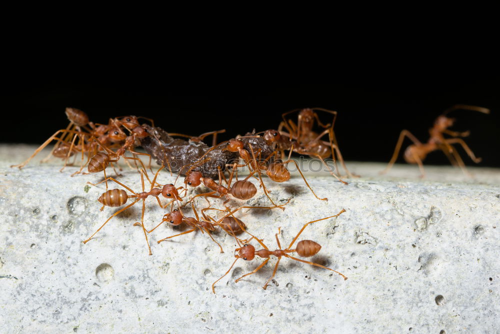 Similar – Image, Stock Photo orderly swarm Wild animal