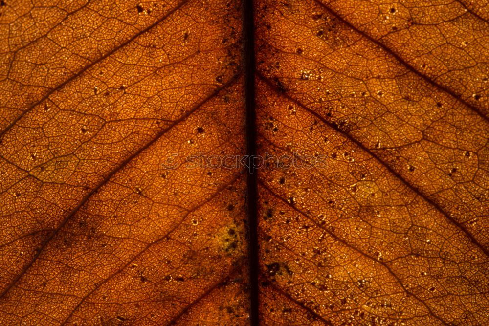 Similar – Image, Stock Photo Labyrinth of courgettes 1