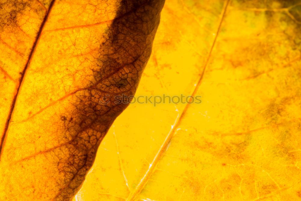 Similar – Image, Stock Photo With last strength Autumn