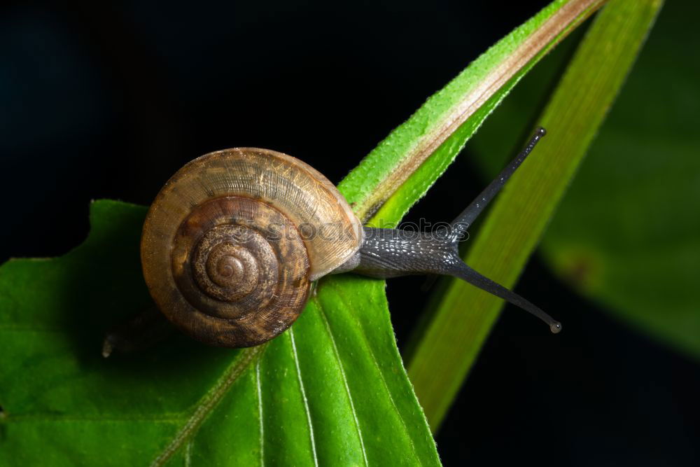 Similar – Schnecken-Mittagessen