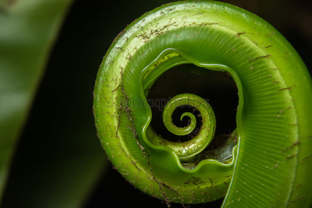 Similar – Image, Stock Photo “Oh, fuck you.” Provocatively, the tree frog turns its back to the photographer; it doesn’t stay seated for long.