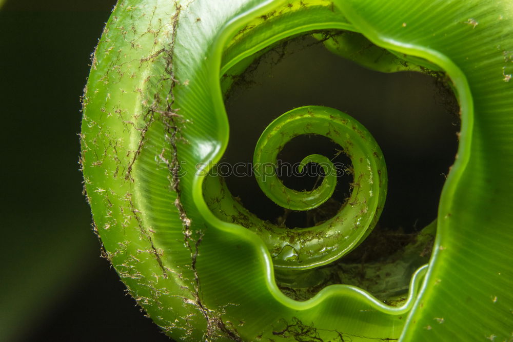 Similar – Image, Stock Photo “Oh, fuck you.” Provocatively, the tree frog turns its back to the photographer; it doesn’t stay seated for long.