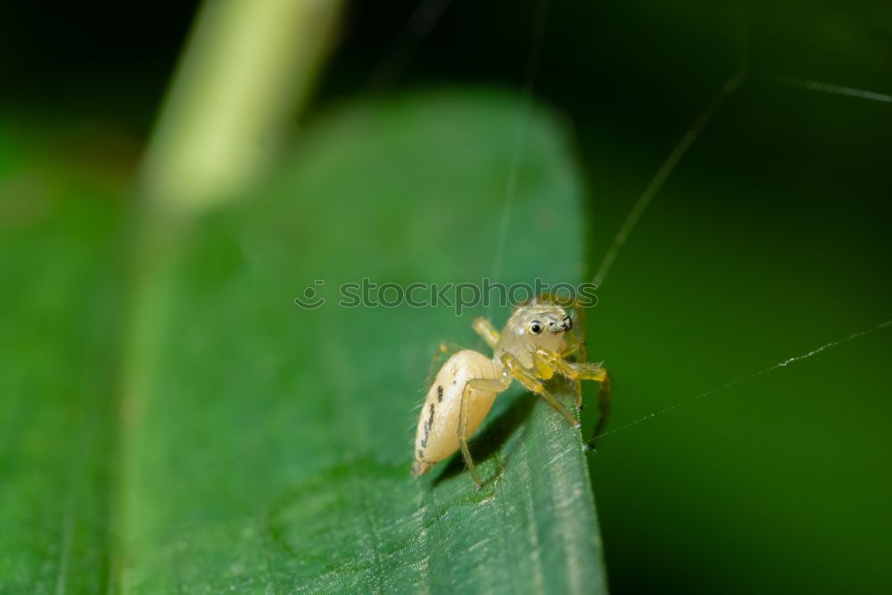 Similar – Image, Stock Photo Orthoptera I Environment