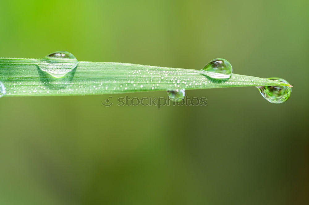 Similar – Foto Bild gras Gras Wiese nass