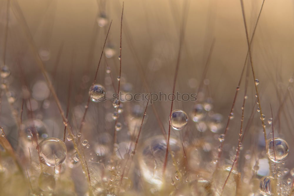 Similar – Image, Stock Photo dew drops Environment