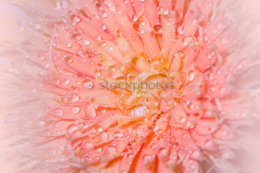 Similar – Image, Stock Photo fresh fruit Winter Ice