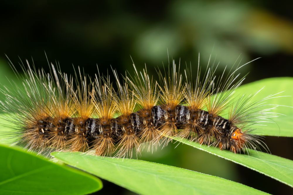 Similar – caterpillar Larva