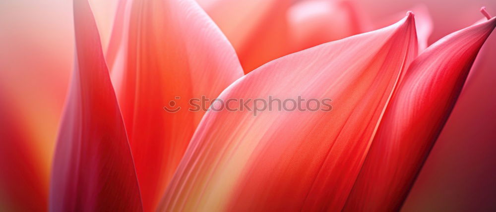 amaryllis flower Flower