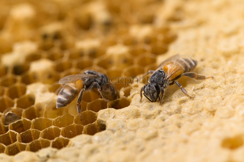 Similar – bienenstich Lebensmittel