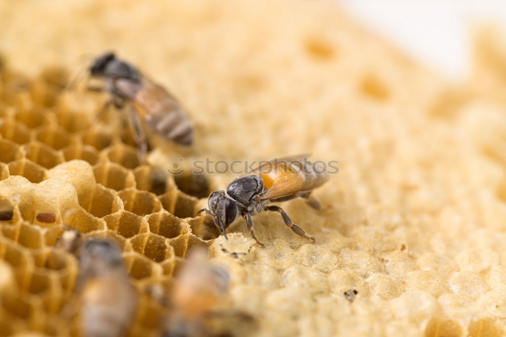 Similar – bienenstich Lebensmittel