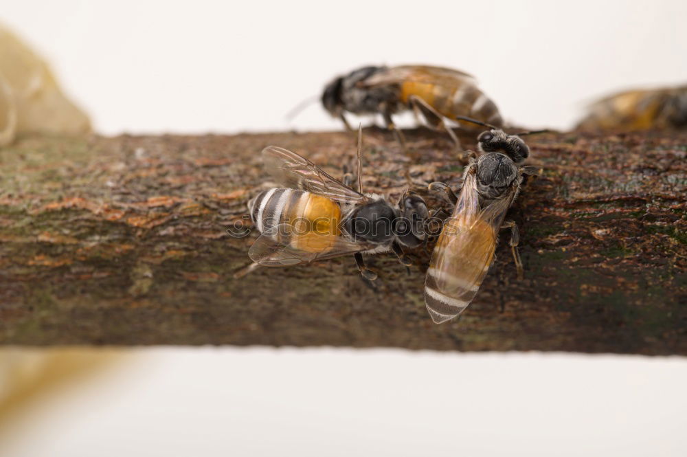 Similar – Beekeeper scrapes honey from a honeycomb