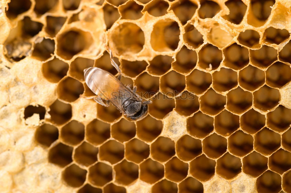 Similar – Beekeeper scrapes honey from a honeycomb