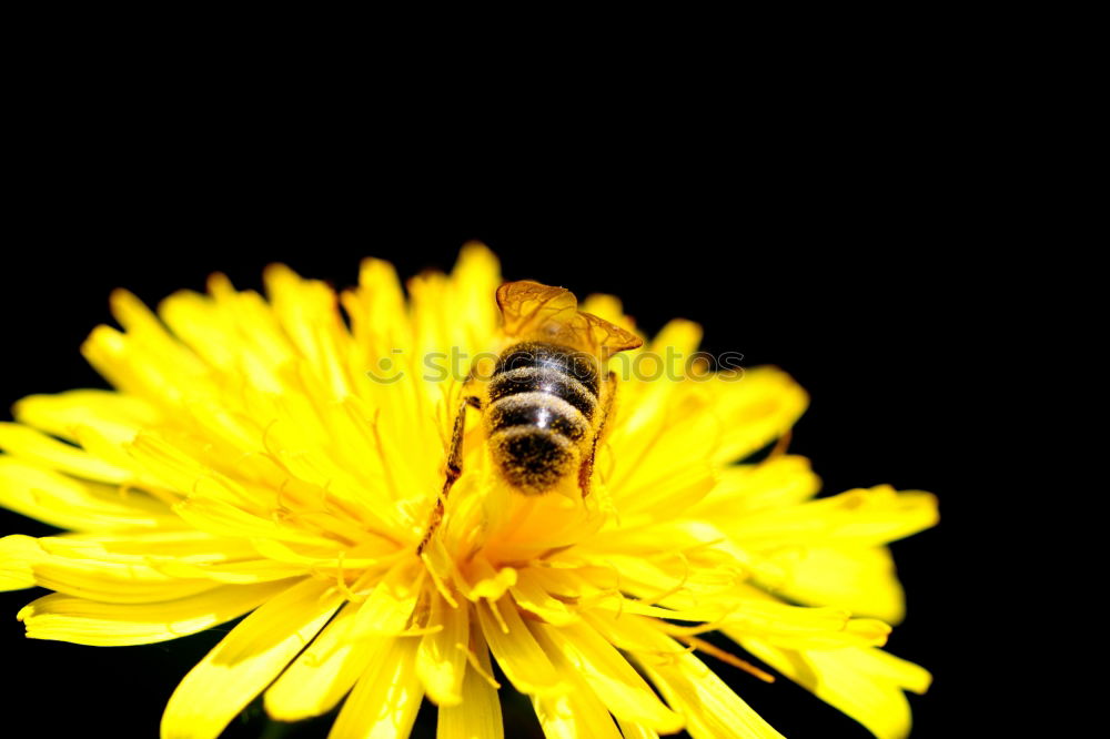 Similar – Dandelion with insects