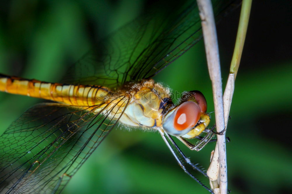 Similar – Large dragonfly Ready to go