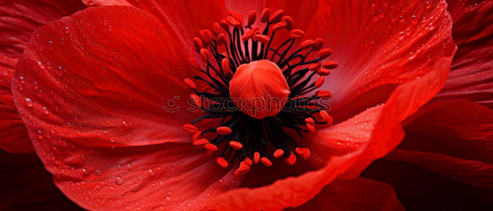 Similar – Image, Stock Photo Turkish; poppy seed; papaver; oriental;