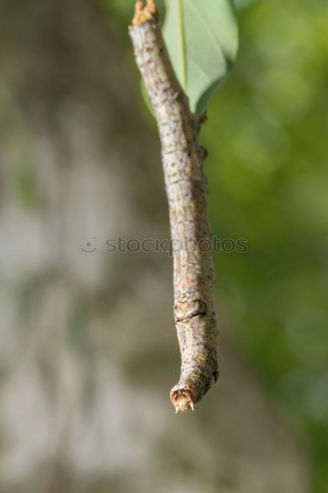 Similar – Image, Stock Photo omega magnifier Nature