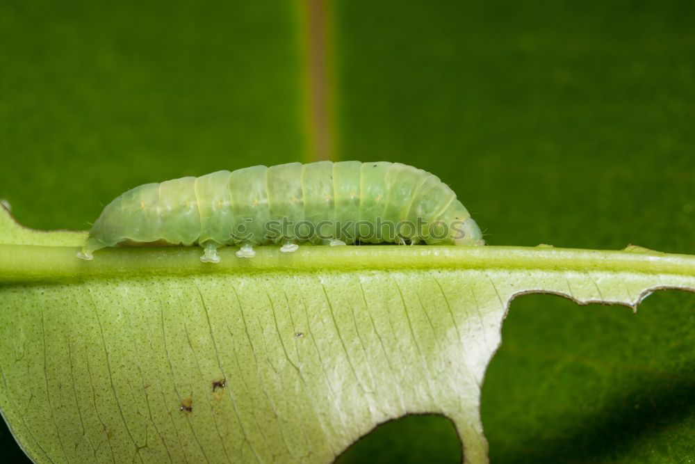 Similar – caterpillar Larva