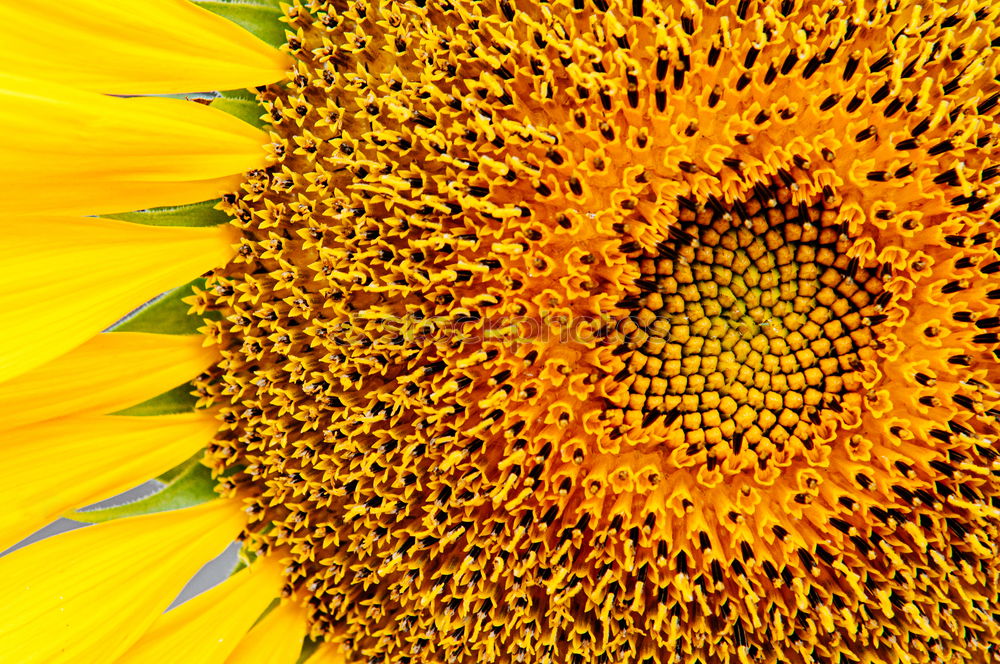 Similar – Sunflower Sonnenblumenöl