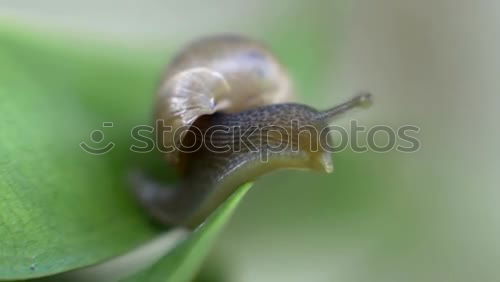 Similar – Image, Stock Photo small snail Summer