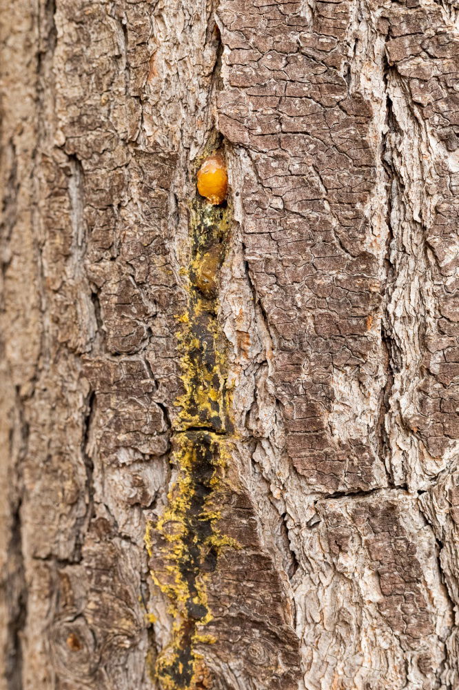 Similar – Image, Stock Photo Woodpecker building his nesting cave