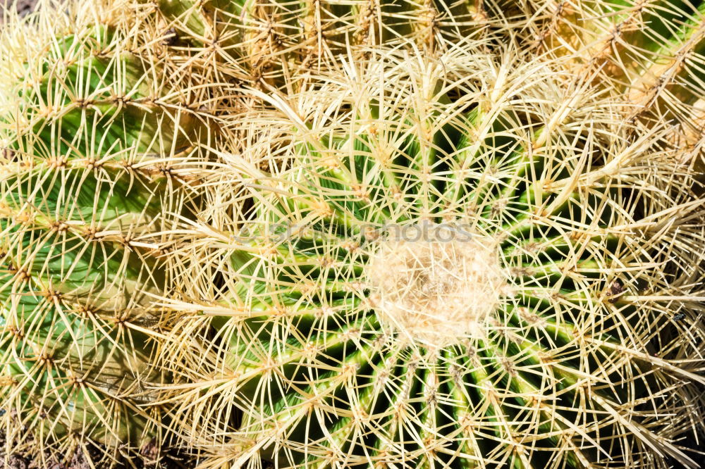 Image, Stock Photo charisma Cactus Plant