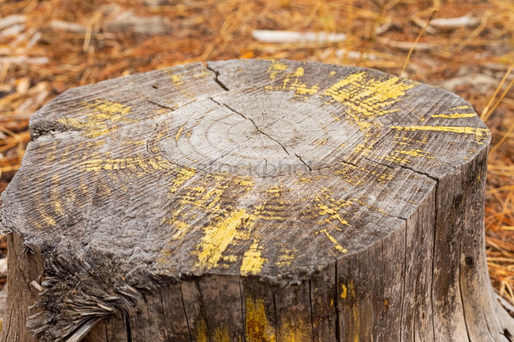 Similar – Close-up view of the old stump