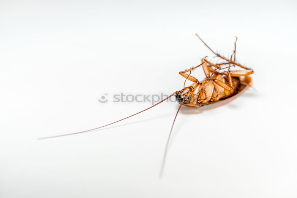 Similar – A day fly on the balcony