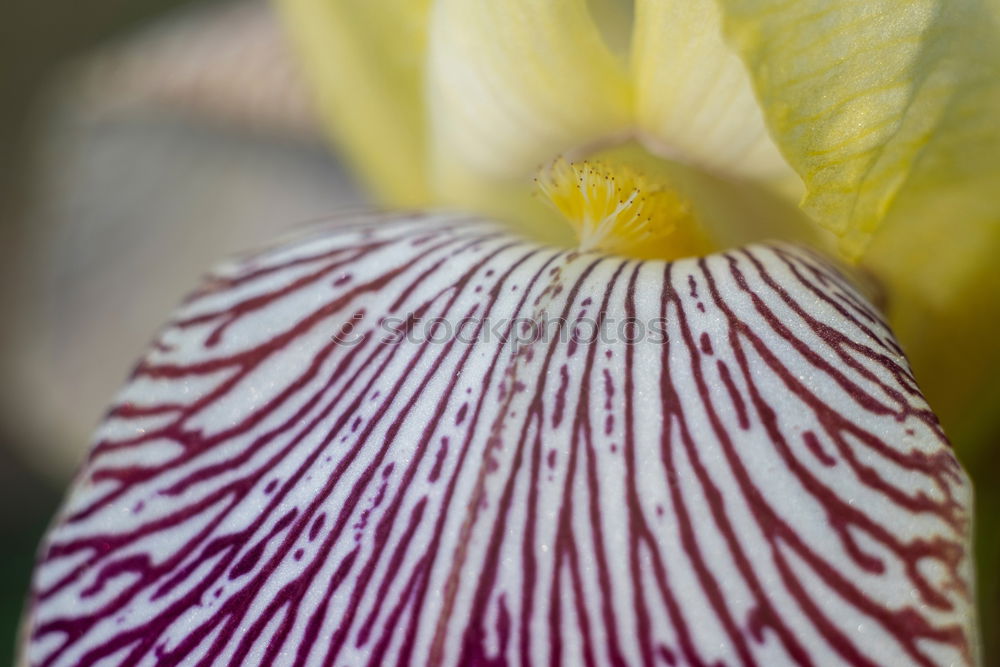 Similar – Macro shot of a passion flower