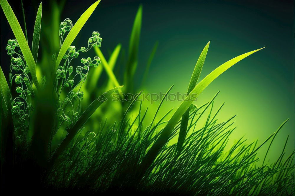 Similar – Spring meadow with blooming dandelion and lush green grass in the sunshine