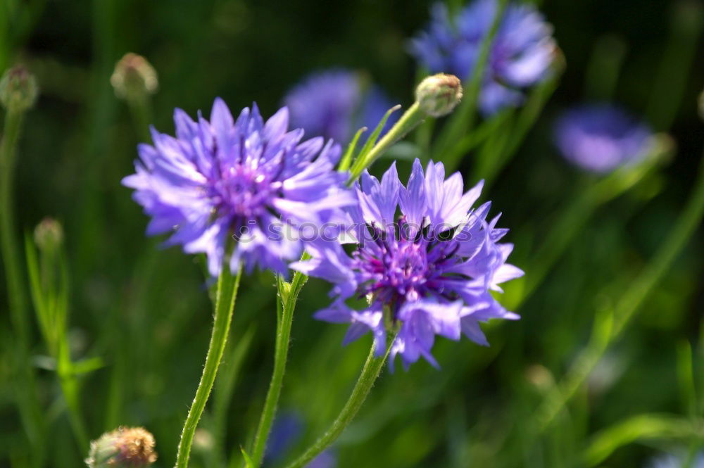 Similar – cornflower Plant Blossom